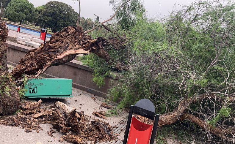 Büyükşehir'den fırtına raporu: 33 ağaç devrildi