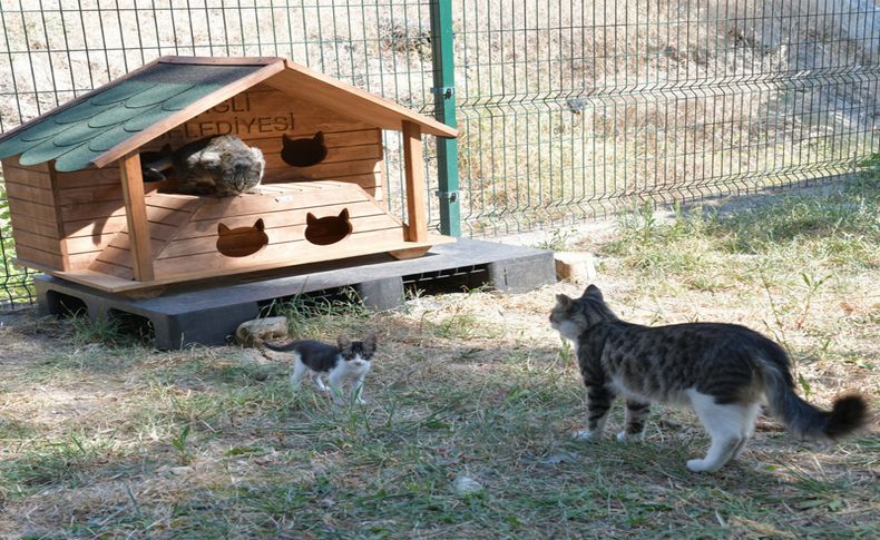 Çiğli Belediyesi kış öncesi sokak hayvanlarını unutmadı