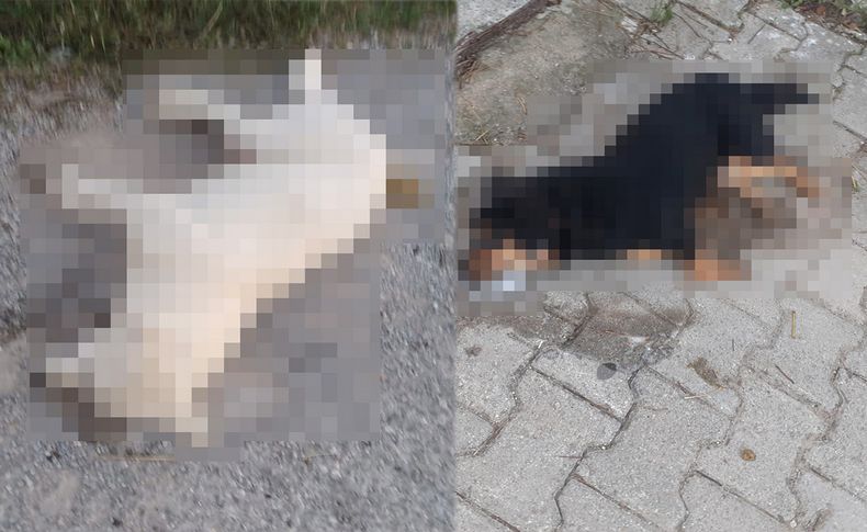 İzmir'de vicdansızlık! Sokak hayvanları zehirli etlerle katledildi