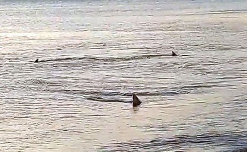 Muğla'da sahile yaklaşan köpekbalıkları böyle görüntülendi!