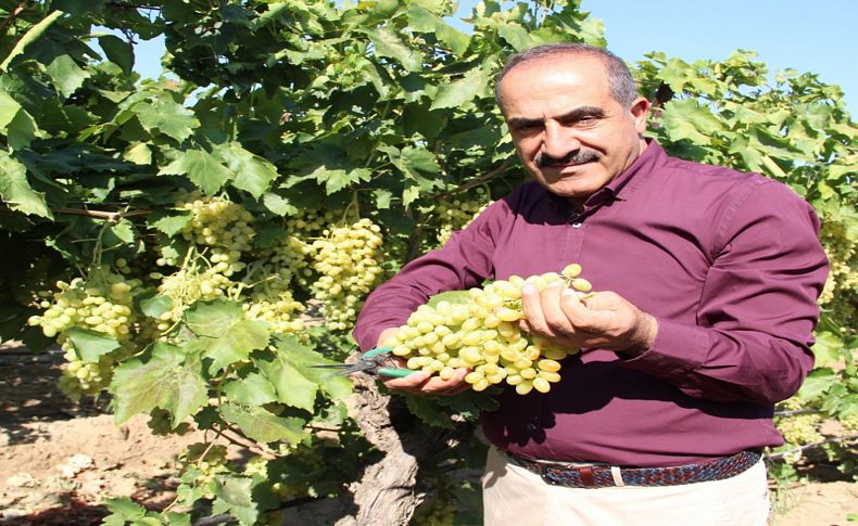 Sultani taze üzüm ihracatında yüzde 54’lük artış