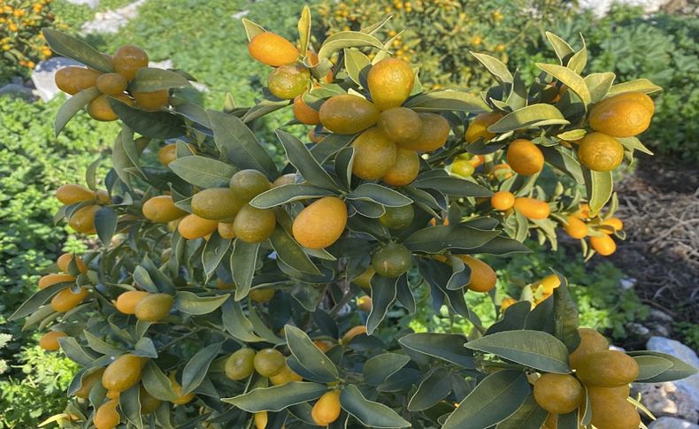 “Altın portakal” İzmir’de üretilmeye başlandı