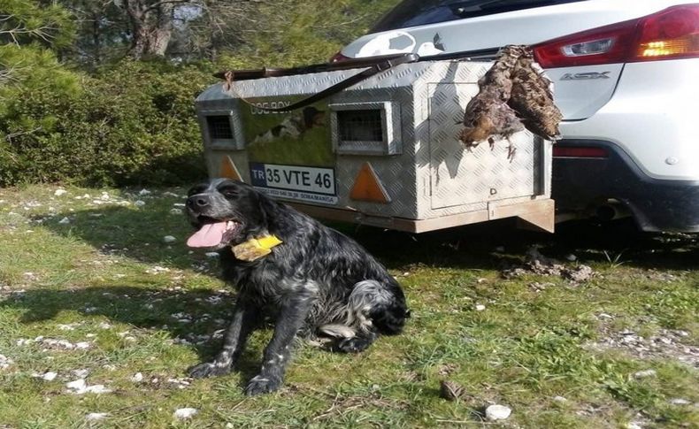 Kaybolan av köpeği iki gün sonra bulundu