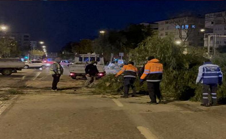 Şiddetli rüzgar ağaçları kökünden söktü