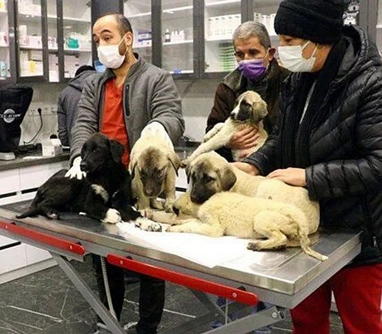 Ankara'da insanlık dışı olay: 9 köpekten 4'ü öldü