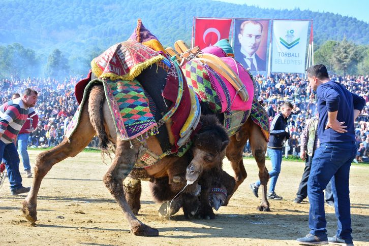 Bölgenin en büyük deve güreşi festivalinde geri sayım!