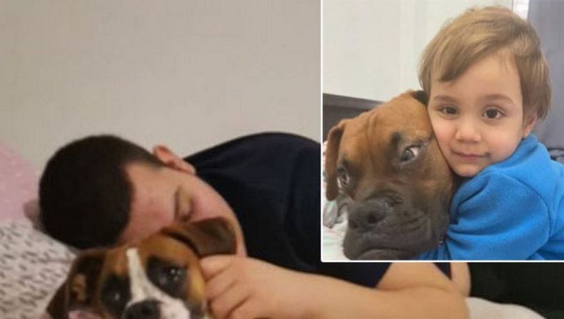 'Boxer'ı Pitbull sanıp kuşun yağdırdı!