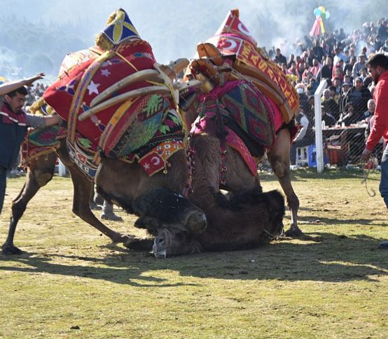Torbalı'da 'Deve Güreşi Festivali' coşkusu