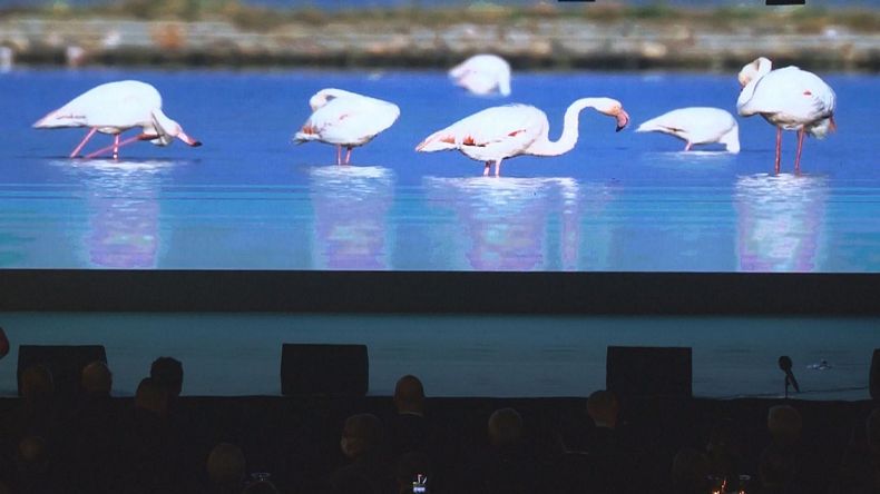Türkiye’deki ilk flamingo belgeseli “Pembe Misafirler” izleyiciyle buluştu