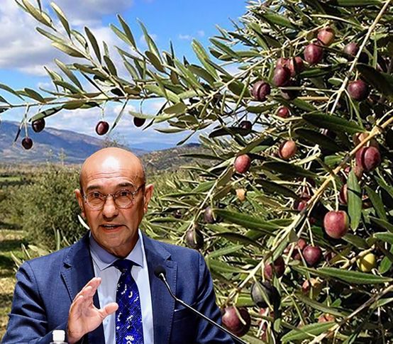 Başkan Soyer yönetmeliğin iptali için dava açıldığını duyurdu: Zeytinliklerimizi ranta kurban ettirmeyeceğiz