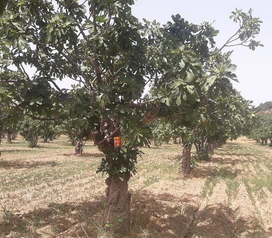 Egeli ihracatçılar kaliteli kuru incir için çalışıyor