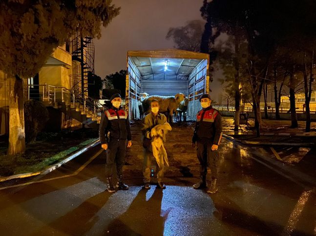 Jandarmaya yakalanan hayvan hırsızı tutuklandı