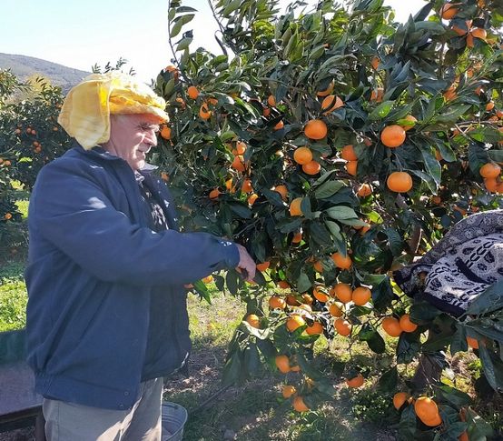 Karaburun'da mandalina üreticisinin tesis hasreti bitiyor!