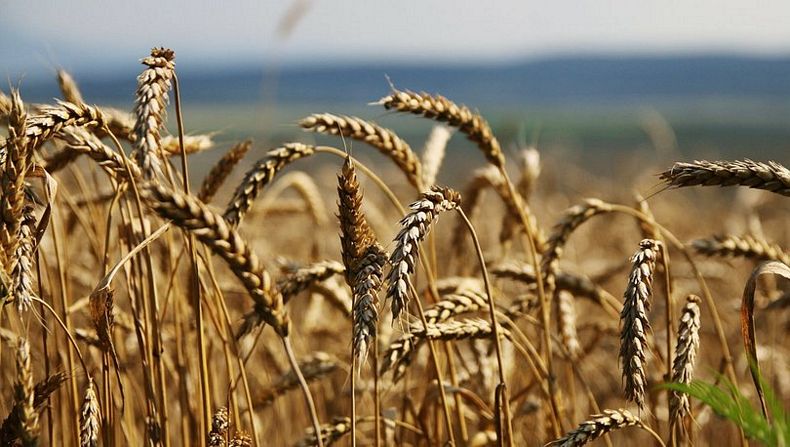 Rusya'dan tahıl ve şekere ihracat yasağı