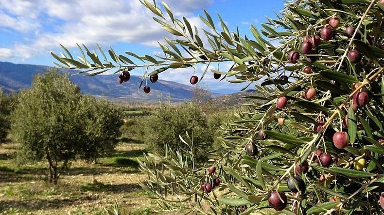 Zeytinlik alanlarda madencilik izni; Ardı ardına tepkiler