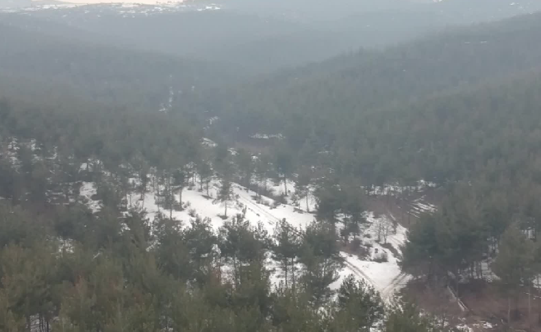 Denizli Orman Bölge Müdürlüğü, binlerce dikili ağacı satacak