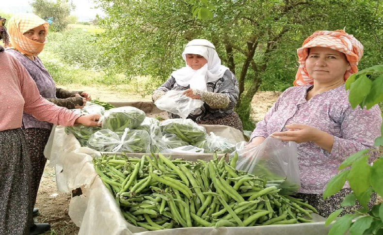 İlkbahar sebzesi baklada hasat zamanı