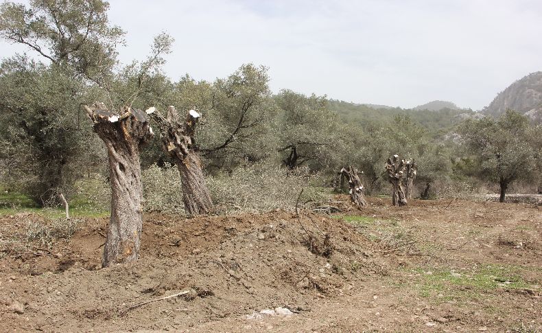 İYİ Parti'den zeytin ağaçlarının kesilmesine tepki: Asırlık ağaçlara kıymayın!