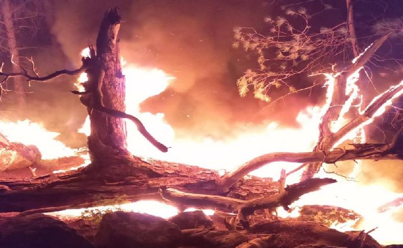 İzmir'de ormanlık alanda yangın paniği