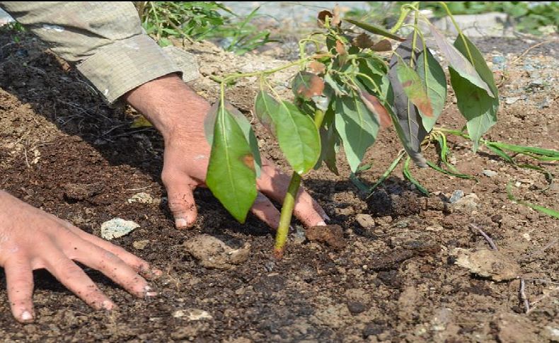Seferihisar'da üretimin yeni yıldızı avokado