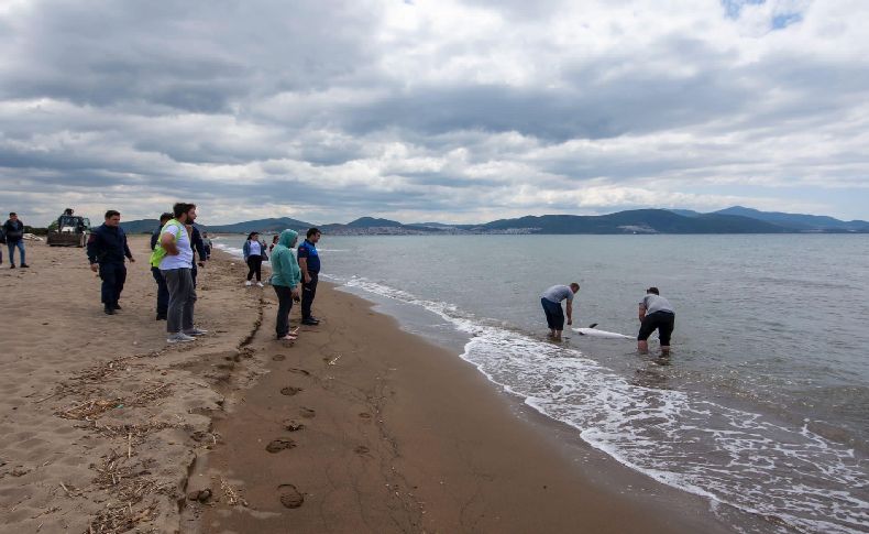 Dikili’de karaya vuran yunus kurtarılamadı