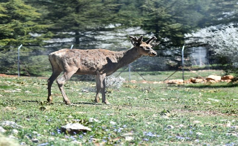 Sasalı'daki kızıl geyiklerin yeni yuvası Spil Dağı