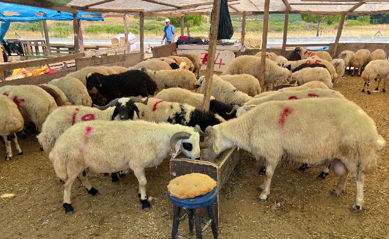 Aliağa’da kurbanlıklar alıcılarını bekliyor