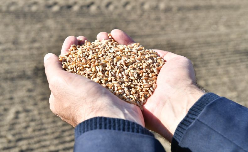 İzmir Büyükşehir Belediyesi’nden üreticiye destek: Buğdayın kilosu 10 liradan alınacak