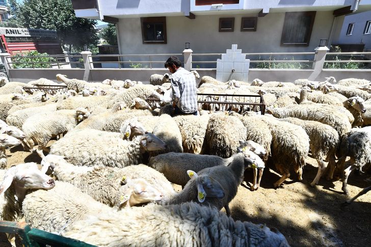 Büyükşehir'in küçükbaş üreticisine desteği sürüyor