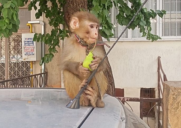 İzmir’de başıboş gezen maymun koruma altına alındı