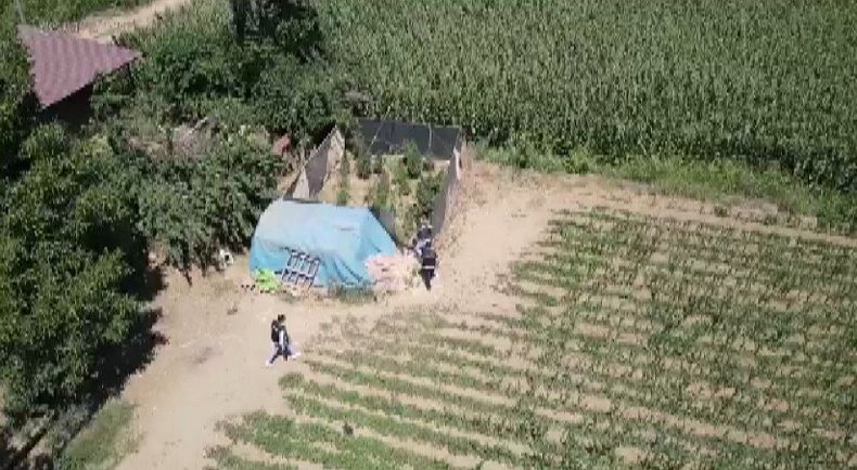 İzmir’de uyuşturucu tarlaları drone ile tespit edildi