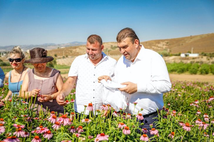 Seferihisar'da mis kokulu hasat