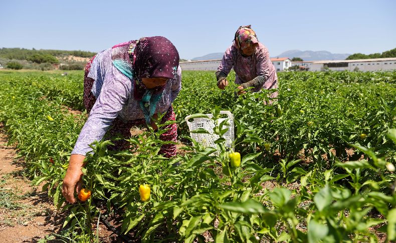 Buca’da üreticinin ilk hasat coşkusu