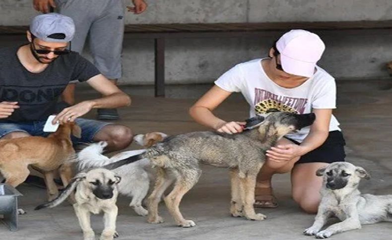 'İşaretlenen sokak köpekleri öldürülüyor' iddiasıı: Havrita’ya kapatma davası