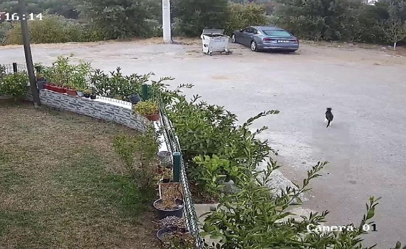 İzmir'deki 5 büyüklüğündeki deprem kamerada