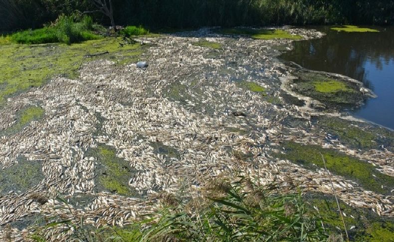Bakırçay'da endişe veren toplu balık ölümü