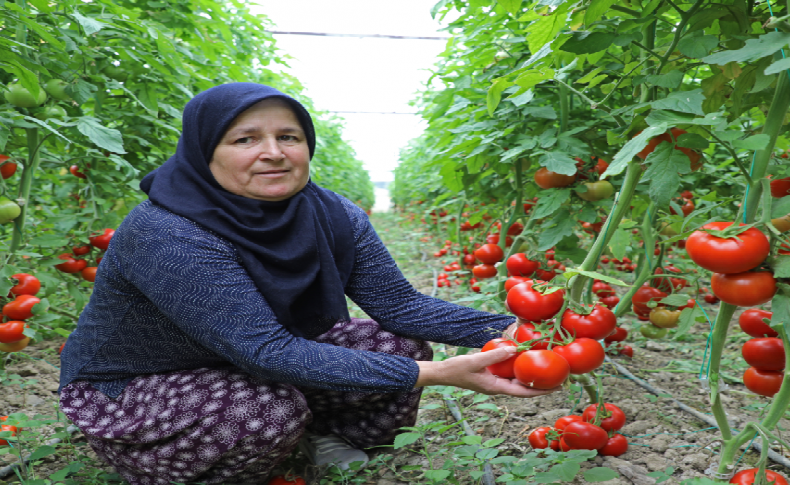 Domates konservesi ve salça ihracatı izne bağlandı