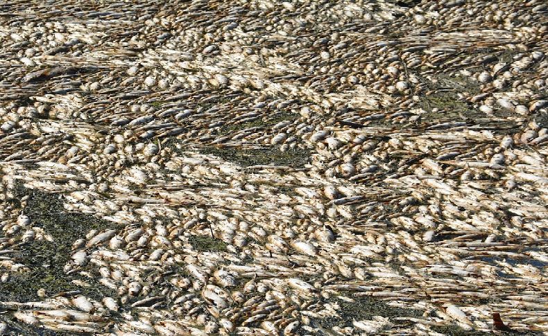 Ölü balıklar nehrin üstünü kapladı: Bakırçay'da çevre faciası