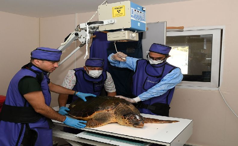 Yaralı Caretta Caretta koruma altında