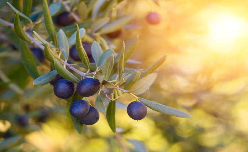 Sofralık zeytin ihracatında tarihi rekor