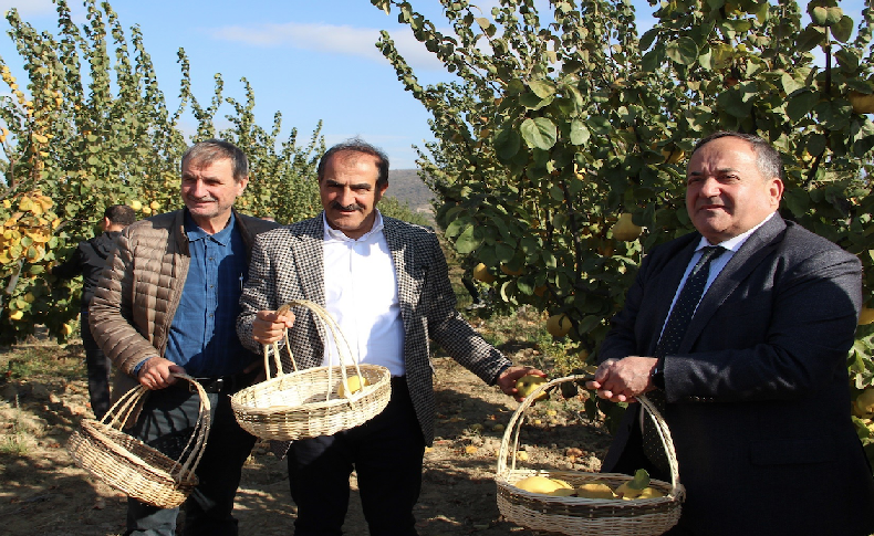 Ayvada hasat zamanı