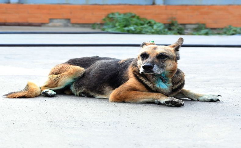 Can dost Şanslı kanseri yendi!