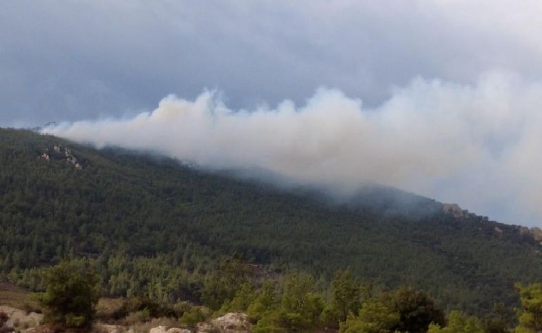 İzmir'de iki ilçede orman yangını