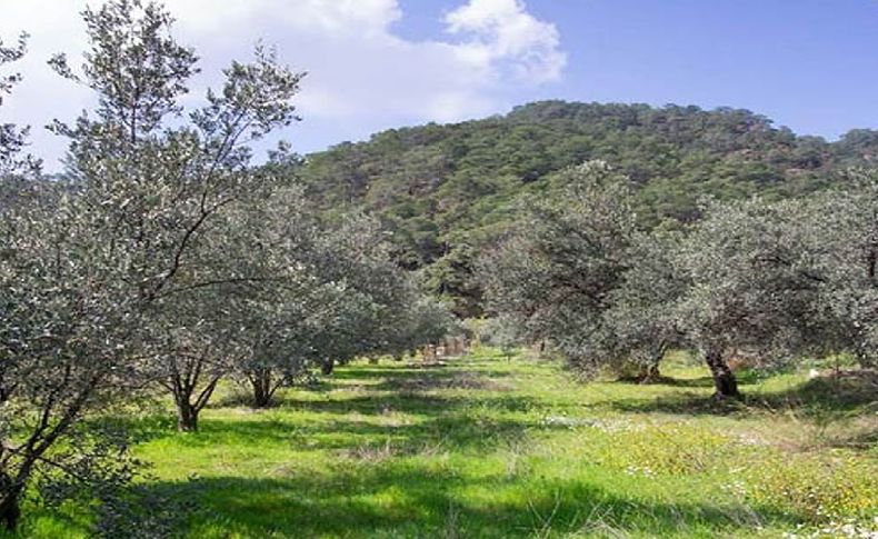 Sayıştay raporuna yansımıştı: Atıl 37 bin zeytin ağacına ‘kooperatif’ çözümü