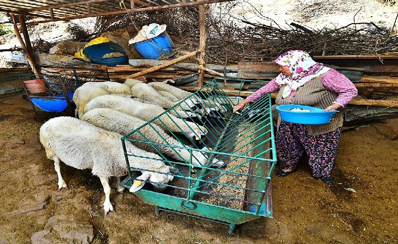 Umut sürüsü büyüyor: 3 koyun 48 koyun oldu