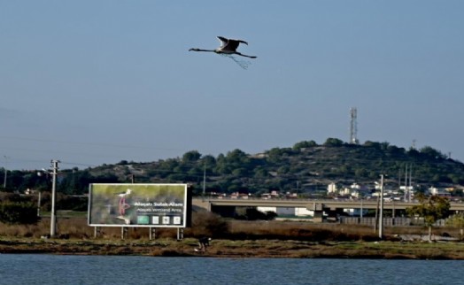 Boynunda ağla uçan flamingo, denizdeki kirliği ortaya serdi