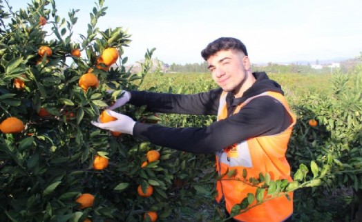 Kanseri atlatan gençler, kanserli hastalar için mandalina hasadı yapıyor