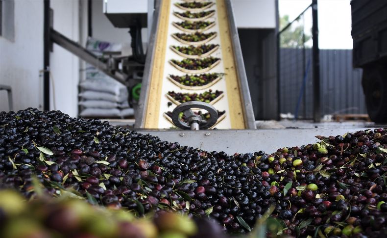 Kemalpaşa Zeytinyağı Fabrikasında günlük 20 ton sıkım yapılıyor