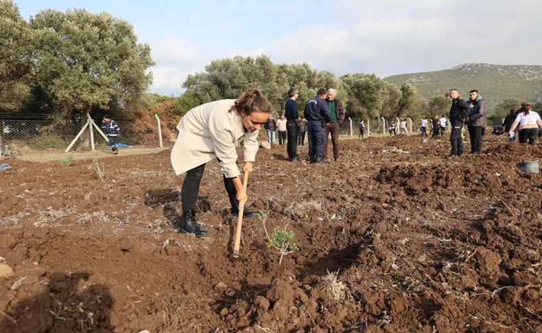 Sakız ağaçları Urla’da yeniden can buluyor