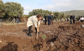 Sakız ağaçları Urla’da yeniden can buluyor